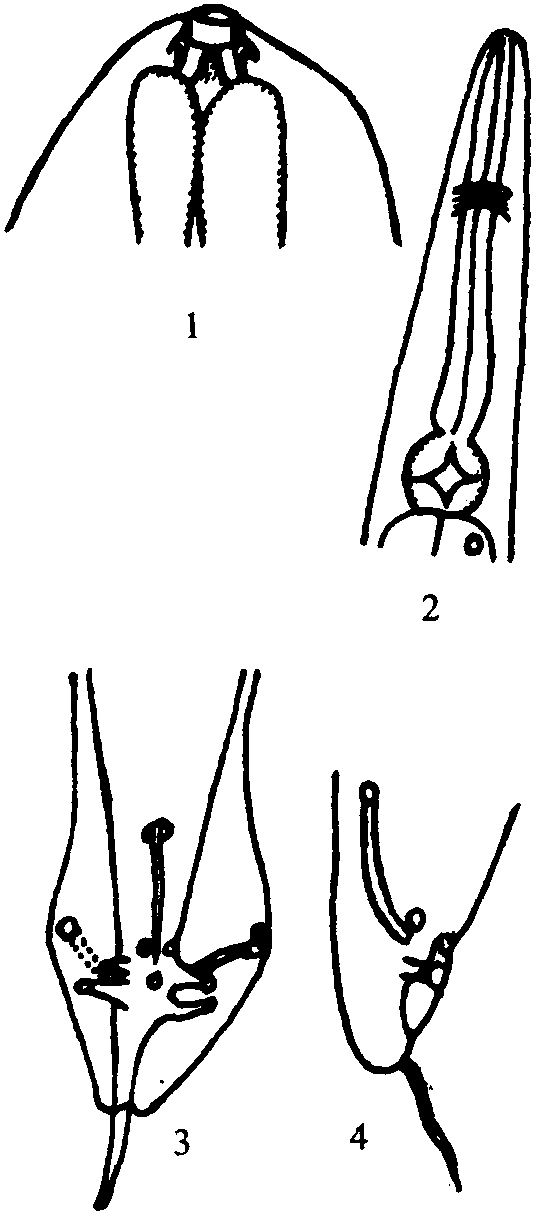 芬氏奧尖尾線蟲